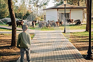 A back portrait of a little farmer boy child looking after a herd of sheep while the flock is grazing on a meadow grass