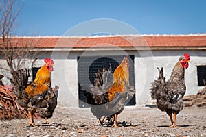 Back or rear view of three roosters in a yard