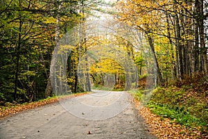 Back road through a decisduous forest in autumn