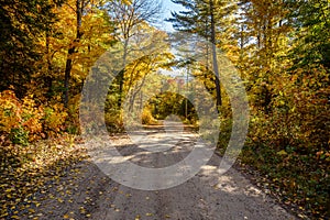 Back road through a forest on a sunny autumn day