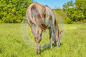 Back shot of an American Quarter Horse grazing in the green farm grass with sunlight