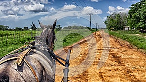 Back shot of a horse walking on a dirty road through fields on a bright cloudy day