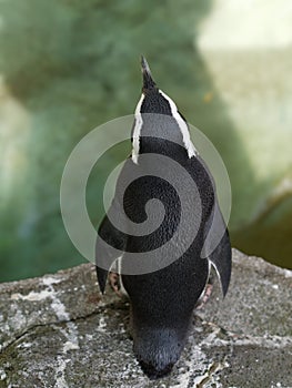 Back shot portrait of a cute penguin on a rock