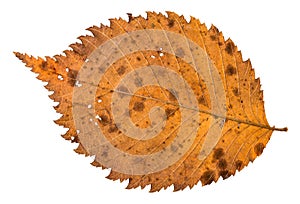 back side of autumn decayed holey leaf of elm tree photo