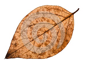 back side of autumn decayed leaf of poplar tree