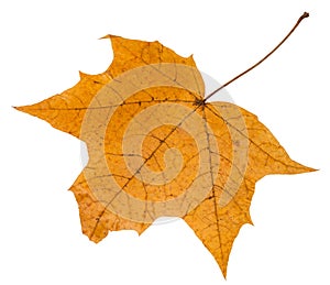 back side of autumn leaf of maple tree isolated