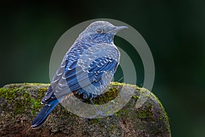 Back side of Blue rock thrush(Monticola solitarius)