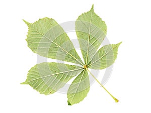 Back side of chestnut green leaf isolated on white