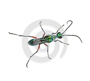 Back side of a Emerald cockroach wasp, Ampulex compressa, isolated on white