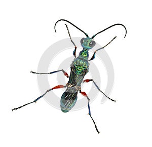 Back side of a Emerald cockroach wasp, Ampulex compressa, isolated on white