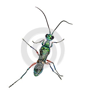 Back side of a Emerald cockroach wasp, Ampulex compressa, isolated on white