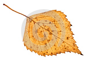 back side of fallen holey yellow leaf of birch