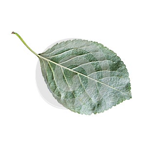 back side of fresh green leaf of cherry tree