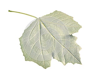 Back side of fresh green leaf of silverleaf poplar