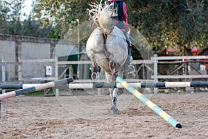 Back side of Girl riding a white horse jumping a guided obstacle during equestrian school training