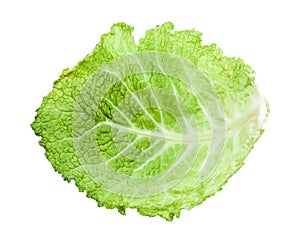 Back side of green leaf of savoy cabbage isolated