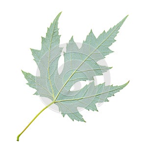 back side of green leaf of Silver Maple isolated
