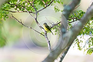 Back side of grey-headed tody-flycatcher on branch