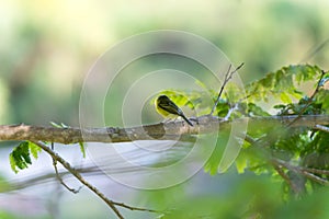 Back side of grey-headed tody-flycatcher on branch