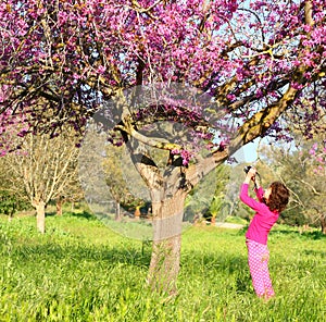 Back side of happy kid near the cherry blossom tree , explore and adventure concept.