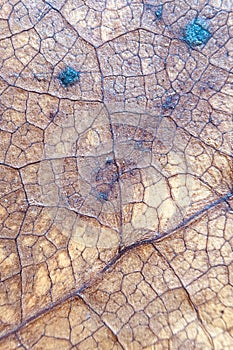 The back side of a leaf