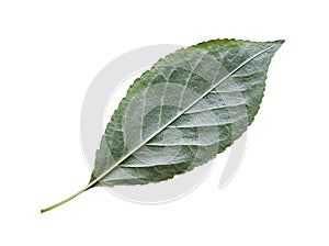 back side of natural green leaf of cherry tree