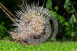 Back side of nocturnal animals Malayan porcupinea