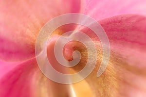 Back side of orchid flower, close up photo. Stem and petals of orchid flower, soft focus, pink color