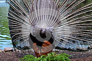 Back side of peacock in full plumage