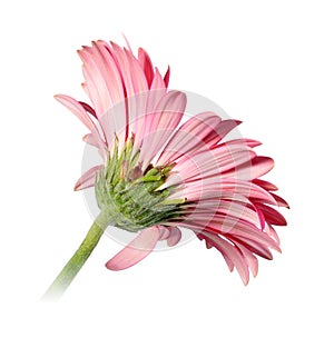 Back-side of pink flower