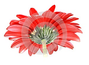 Back-side of red flower