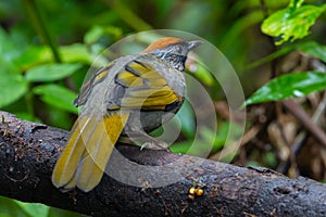 Back side of Silver-eared Laughingthrush