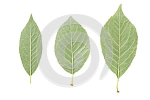 Back side of three green leaves from fruit trees isolated on white