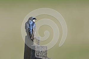 Back side of a tree swallow