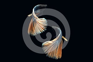Back side view angle of golden halfmoon rosetail yellow gold cooper betta siamese fighting fish isolated on black color background
