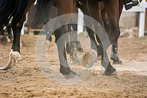 Back side view of a group of riders