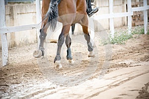 Back side view of a group of riders