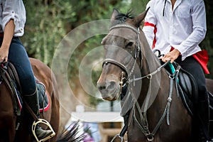 Back side view of a group of riders