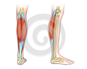 Calf muscles diagram photo