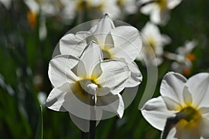 Back side of yellow bulb Narcissus with white petals , Macro of Daffodil flower