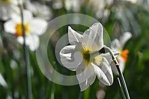Back side of yellow bulb Narcissus with white petals , Macro of Daffodil flower