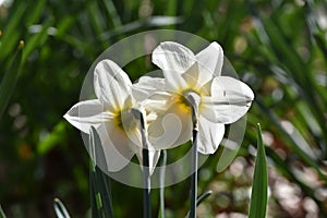 Back side of yellow bulb Narcissus with white petals , Macro of Daffodil flower