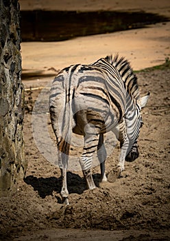 Back side of a zebra in the zoo. Zebra butt