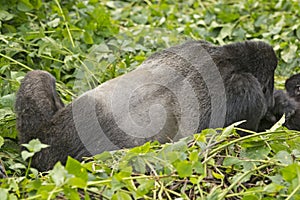 Back of a Silverback Male Mountain Gorilla