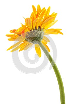 back single gerbera flower yellow isolated