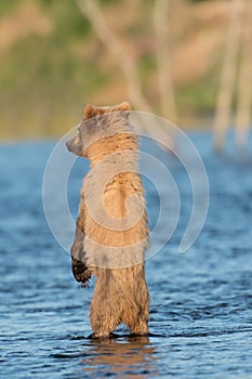 Back site of Alaskan brown bear cub