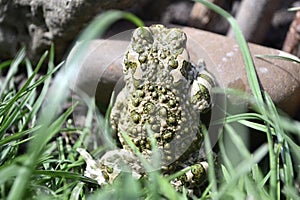 Back of a small gray frog with green dots and humps.