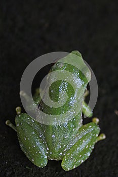 The back of a small green frog with small white spots