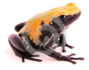 Back splashed poison dart frog Adelphobates galactonotus