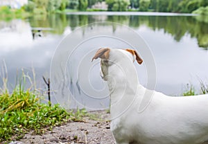 Back of standing small dog near the lake water with green grass nature background